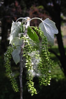 topoľ biely (Populus alba) - tobolky