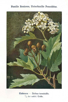 jarabina brekyňová (Sorbus torminalis) - Unsere Waldbäume, Sträucher und Zwergholzgewächse. Heidelberg, Carl Winter`s Universitätsbuchhandlung