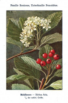 jarabina mukyňová (Sorbus aria) - Unsere Waldbäume, Sträucher und Zwergholzgewächse. Heidelberg, Carl Winter`s Universitätsbuchhandlung