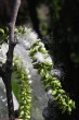 topoľ biely (Populus alba) - pukajúce tobolky uvolľnujúce páperisté nažky