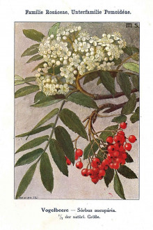 jarabina vtáčia (Sorbus aucuparia) - Unsere Waldbäume, Sträucher und Zwergholzgewächse. Heidelberg, Carl Winter`s Universitätsbuchhandlung