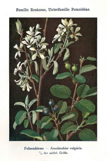 muchovník vajcovitý (Amelanchier ovalis) - Unsere Waldbäume, Sträucher und Zwergholzgewächse. Heidelberg, Carl Winter`s Universitätsbuchhandlung