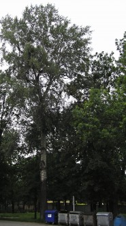 topoľ biely (Populus alba) - v malom parku v centre Liptovského Mikuláša)