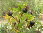 ruža bedrovníková (Rosa pimpinellifolia)