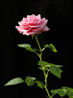ruža šípová (Rosa canina)