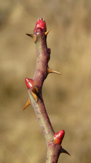 ruža šípová (Rosa canina)