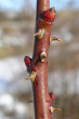 ruža šípová (Rosa canina)