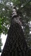 topoľ biely (Populus alba) - spodná a stredná časť kmeňa
