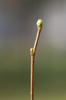 jarabina brekyňová (Sorbus torminalis)