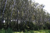 topoľ biely (Populus alba) - lužný ekotyp topoľa bieleho v prostredí lužného lesa