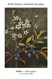 slivka trnková (Prunus spinosa) -  Unsere Waldbäume, Sträucher und Zwergholzgewächse. Heidelberg, Carl Winter`s Universitätsbuchhandlung