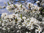 slivka trnková (Prunus spinosa) - ozdobná kvetmi