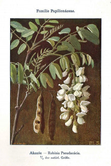 agát biely (Robinia pseudoacacia) - Unsere Waldbäume, Sträucher und Zwergholzgewächse. Heidelberg, Carl Winter`s Universitätsbuchhandlung