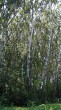 topoľ biely (Populus alba) - ako súčasť lužného lesa pri Dunaji