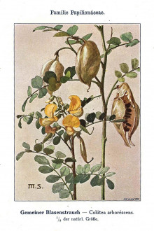 mechúrnik stromovitý (Colutea arborescens) - Unsere Waldbäume, Sträucher und Zwergholzgewächse. Heidelberg, Carl Winter`s Universitätsbuchhandlung