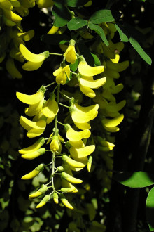 štedrec ovisnutý (Laburnum anagyroides)