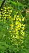 štedrec ovisnutý (Laburnum anagyroides)