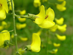 štedrec ovisnutý (Laburnum anagyroides)