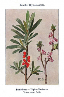 lykovec jedovatý (Daphne mezereum) - Unsere Waldbäume, Sträucher und Zwergholzgewächse. Heidelberg, Carl Winter`s Universitätsbuchhandlung