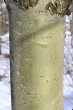 topoľ osikový (Populus tremula) - kôra