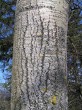 topoľ osikový (Populus tremula) - stredná časť kmeňa