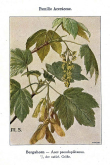 javor horský (Acer pseudoplatanus) - Unsere Waldbäume, Sträucher und Zwergholzgewächse. Heidelberg, Carl Winter`s Universitätsbuchhandlung