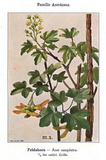 javor poľný (Acer campestre) - Unsere Waldbäume, Sträucher und Zwergholzgewächse. Heidelberg, Carl Winter`s Universitätsbuchhandlung