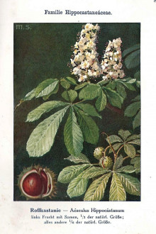 pagaštan konský (Aesculus hippocastanum) - Unsere Waldbäume, Sträucher und Zwergholzgewächse. Heidelberg, Carl Winter`s Universitätsbuchhandlung