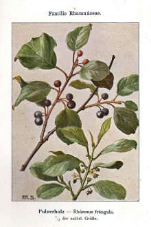 krušina jelšová (Frangula alnus) - Unsere Waldbäume, Sträucher und Zwergholzgewächse. Heidelberg, Carl Winter`s Universitätsbuchhandlung