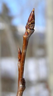 topoľ osikový (Populus tremula)