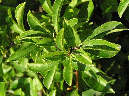 rešetliak skalný (Rhamnus saxatilis)