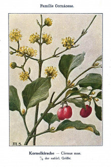 drieň obyčajný (Cornus mas) - Unsere Waldbäume, Sträucher und Zwergholzgewächse. Heidelberg, Carl Winter`s Universitätsbuchhandlung