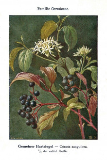 svíb krvavý (Swida sanguinea) - Unsere Waldbäume, Sträucher und Zwergholzgewächse. Heidelberg, Carl Winter`s Universitätsbuchhandlung