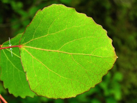 topoľ osikový (Populus tremula) - stopka je z bokov stlačená