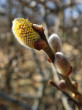 vŕba ušatá (Salix aurita) - samčie (♂) jahňady
