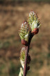 vŕba ušatá (Salix aurita) - samičie (♀) jahňady
