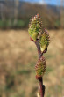 vŕba ušatá (Salix aurita) - samičie (♀) jahňady