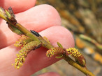 vŕba sivá (Salix eleagnos) - samčie (♂) jahňady