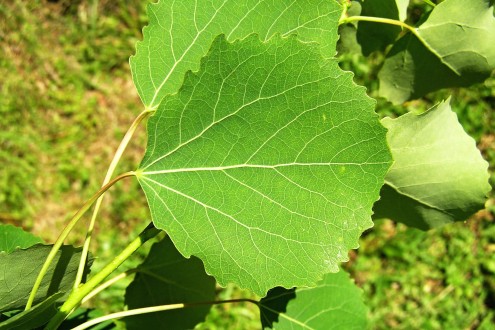 topoľ osikový (Populus tremula) - vrchná strana
