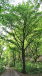 hrab obyčajný (Carpinus betulus) - Zádielska tiesňava (5/2026)