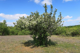 hloh obyčajný (Crataegus laevigata) - Silická planina (5/2026)