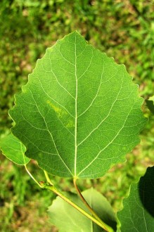 topoľ osikový (Populus tremula) - vrchná strana