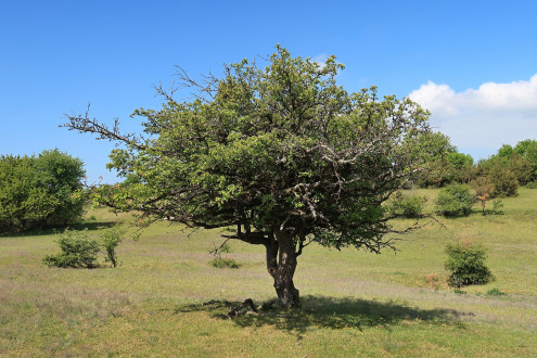 hloh jednosemenný (Crataegus monogyna) - ako krajinotvorný prvok (Silická planina, 5/2026)