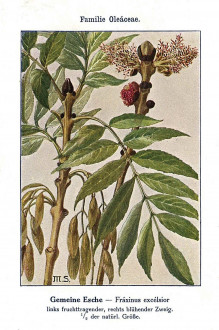 jaseň štíhly (Fraxinus excelsior) - Unsere Waldbäume, Sträucher und Zwergholzgewächse. Heidelberg, Carl Winter`s Universitätsbuchhandlung