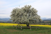 jabloň planá (Malus sylvestris) - Žiarska jablonka (5/2026)