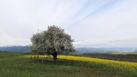 jabloň planá (Malus sylvestris) - Žiarska jablonka (5/2026)