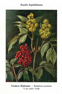 baza červená (Sambucus racemosa) - Unsere Waldbäume, Sträucher und Zwergholzgewächse. Heidelberg, Carl Winter`s Universitätsbuchhandlung