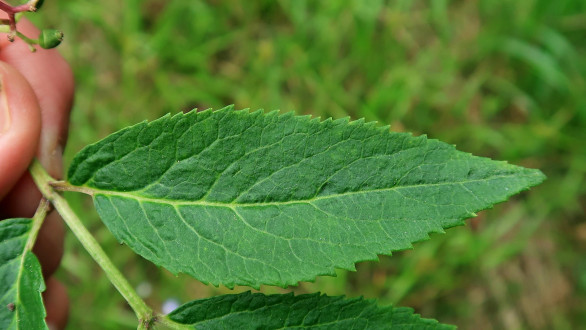 baza červená (Sambucus racemosa) - vrchná strana