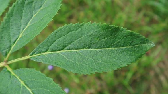 baza červená (Sambucus racemosa) - vrchná strana