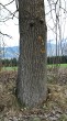 topoľ osikový (Populus tremula) - spodná časť kmeňa